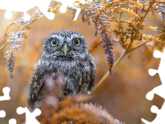 branch, Little Owl, fuzzy, autumn, owl, Leaf, background