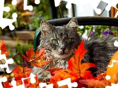 Leaf, cat, Autumn