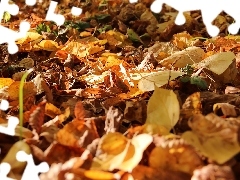 Leaf, dry, Autumn