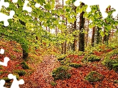 Leaf, autumn, Path, Stones, forest