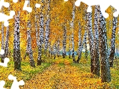 Leaf, autumn, birch, Way, forest