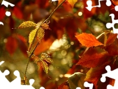 Leaf, autumn, Wine, color, wild