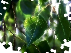 Fractalius, birch-tree, Leaf