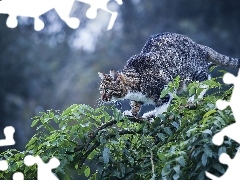 Leaf, cat, branch