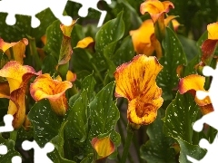 Leaf, Orange, Calla