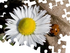 daisy, Gray, leaf, ladybird