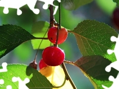 cherries, Fruits, Leaf, Red