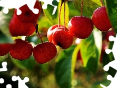 cherries, Leaf
