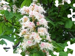 Leaf, flower, chestnut