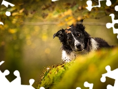 dog, Border Collie, Leaf, black and white