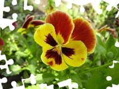 color, stems, Leaf, pansy