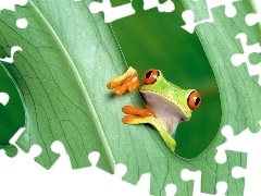 Coloured, Green, leaf, frog