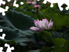 Leaf, ligh, shadow, sun, luminosity, lotus, Colourfull Flowers, flash