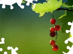 currants, Leaf