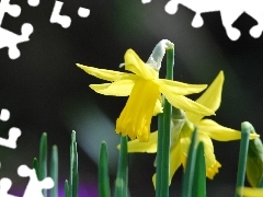 Leaf, Three, Daffodils