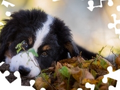 Bernese Mountain Dog, muzzle, Leaf, Puppy