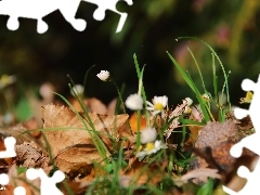 Leaf, droplets, grass, dry, daisies