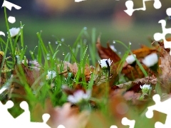 Leaf, droplets, daisies, dry, grass