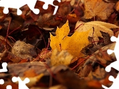 Leaf, Autumn, dry