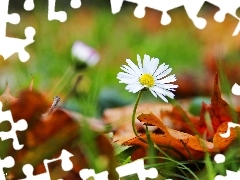 Leaf, daisy, dry