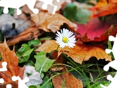 Leaf, daisy, dry