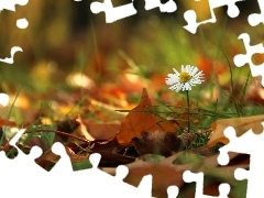 Leaf, daisy, dry