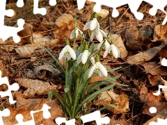 Leaf, snowdrops, dry