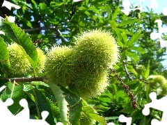 Leaf, chestnuts, edible