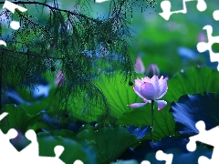 Leaf, twig, luminosity, ligh, flash, Colourfull Flowers, lotus, sun