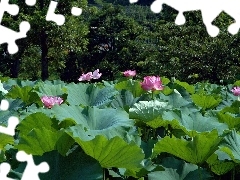 Colourfull Flowers, Big, Leaf, lotus