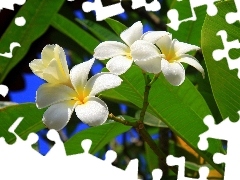 Plumeria, White, Flowers