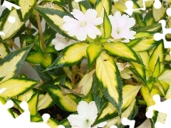 Leaf, White, Flowers