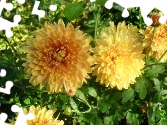 Leaf, Yellow, Flowers