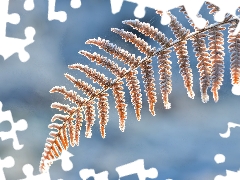 White frost, Fern, leaf