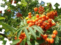 Leaf, Plant, Fruits