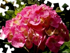 Leaf, Garden, hydrangea, Pink, Colourfull Flowers