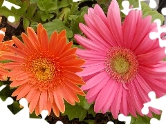 gerberas, Leaf