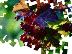Leaf, change, Grapes