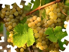 Leaf, spray, grapes