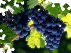 Grapes, Leaf