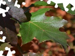 oak, green ones, Leaf