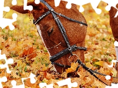 Leaf, Horse, head
