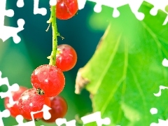 red hot, green ones, Leaf, currant