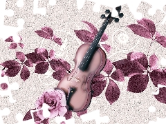 instruments, rose, Leaf, violin