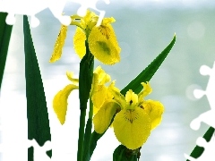 Leaf, Yellow, iris