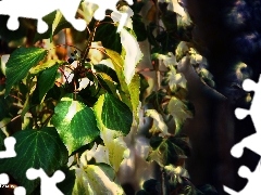 ivy, Leaf