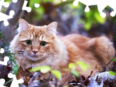 kitten, green ones, Leaf, Eyes