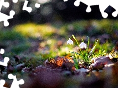 Leucojum, Leaf