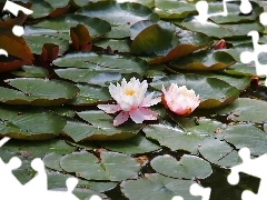 lilies, Big, Leaf, water