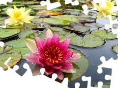 lilies, water, Leaf, water